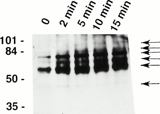 Fig. 1. Fas receptor activation induces tyrosine phosphorylation of several cellular proteins in human eosinophils. Freshly isolated eosinophils were stimulated with anti-Fas MoAb for the indicated times. The cell lysates were immunoprecipitated with 4G10 MoAb, and the ptyr immunoprecipitates were analyzed by immunoblotting with a MoAb to ptyr, RC20. Increased tyrosine phosphorylation of 48-, 60-, 72-, 82-, 88-, and 98-kD proteins (arrows) was observed. The position of molecular size standards (left). Data are representative of three independent experiments.