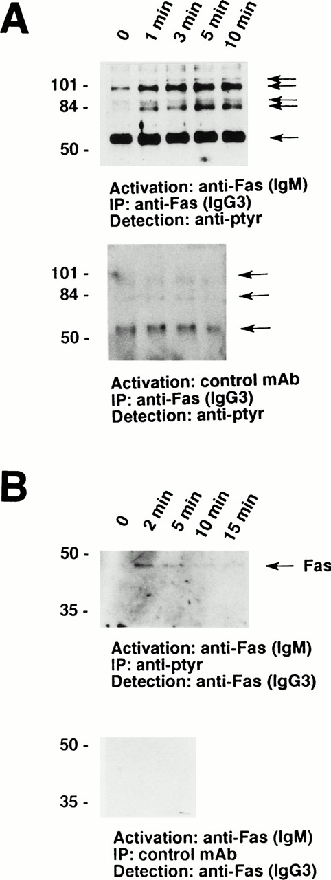 Fig. 2. The Fas receptor is physically associated with a series of tyrosine-phosphorylated proteins in human eosinophils. (A) Cells (5 × 106) were stimulated with anti-Fas MoAb (IgM) for the indicated times. The cell lysates were immunoprecipitated with anti-Fas MoAb (IgG3). The immunoprecipitates were analyzed by immunoblotting with an MoAb to ptyr, RC20. (Upper panel) A prominent 56-kD protein and two additional tyrosine-phosphorylated proteins associated with the receptor in unstimulated cells. In addition, 88- and 110-kD tyrosine-phosphorylated proteins inducibly coimmunoprecipitated with the Fas receptor. (Lower panel) Stimulation of 3 × 106 eosinophils with control MoAb did not result in an increase in either the quantity or the degree of tyrosine phosphorylation of proteins associated with the Fas receptor. (B) Cells (3 × 106) were stimulated with anti-Fas MoAb (IgM) for the indicated times. The cell lysates were immunoprecipitated with 4G10 MoAb (upper panel) or control IgG2b MoAb (lower panel), and the immunoprecipitates were examined for the presence of Fas receptor protein. The Fas receptor inducibly coimmunoprecipitated with ptyr proteins (upper panel). The positions of molecular size standards for (A) and (B) are on the left. All data are representative of at least three independent experiments.