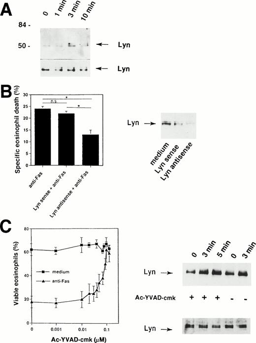 Fig. 6. Important role for Lyn tyrosine kinase in Fas receptor-mediated signaling in human eosinophils. (A) Freshly isolated eosinophils were stimulated with anti-Fas MoAb for the indicated times. The cell lysates were immunoprecipitated with an anti-Lyn MoAb and then analyzed by immunoblotting with a MoAb to ptyr, RC20. Increases in tyrosine phosphorylation of Lyn were observed within 3 minutes. The same Lyn immunoprecipitates were used for Western blotting with anti-Lyn MoAb to check for immunoprecipitation efficiency (bottom). The positions of molecular size standards (left). Data are representative of three independent experiments. (B) (Right panel) Eosinophils were cultured in the presence of 10 μmol/L Lyn antisense or sense oligodeoxynucleotides for 6 hours. Decreased Lyn expression in eosinophils cultured with Lyn antisense was observed. Lyn sense oligodeoxynucleotides had no or only little effects on Lyn protein expression. (Left panel) Cells were then stimulated with anti-Fas MoAb for 18 hours. Statistically significant inhibition of Fas receptor-mediated cell death was observed in Lyn antisense but not sense treated eosinophils. Data are from six independent experiments. *P < .05. (C) (Left panel) The ICE inhibitor Ac-YVAD-cmk blocked in a dose-dependent manner Fas receptor-mediated but not spontaneous eosinophils death. Purified eosinophils were cultured for 24 hours. Cell viability was assessed by uptake of 1 μmol/L ethidium bromide and flow cytometric analysis. Values are means ± SEM of three independent experiments. (Right panel) Ac-YVAD-cmk did not prevent activation of Lyn following Fas receptor cross-linking. Freshly isolated Ac-YVAD-cmk (0.1 μmol/L) -pretreated and untreated eosinophils were stimulated with anti-Fas MoAb for the indicated times. The cell lysates were immunoprecipitated with an anti-Lyn MoAb and then analyzed by immunoblotting with a MoAb to ptyr, RC20. Increases in tyrosine phosphorylation of Lyn were observed in both untreated and Ac-YVAD-cmk–treated eosinophils. The same Lyn immunoprecipitates were used for Western blotting with anti-Lyn MoAb to check for immunoprecipitation efficiency (bottom).