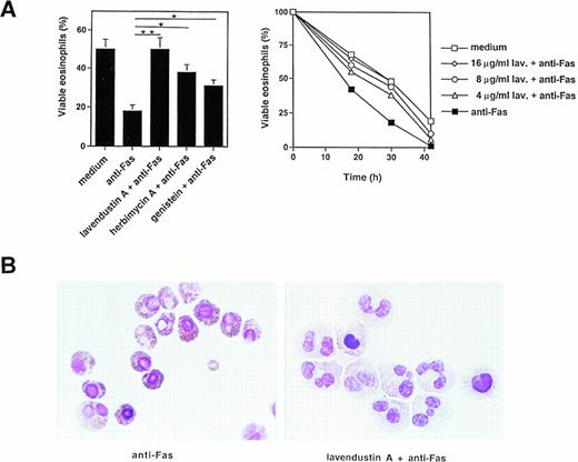 Fig. 3. Tyrosine kinase blockers inhibit Fas receptor-mediated apoptosis in human eosinophils. (A) (Left panel) Freshly isolated eosinophils were preincubated with lavendustin A (16 μg/mL), genistein (20 μg/mL), or herbimycin A (4 μg/mL) and then stimulated with anti-Fas MoAb for 30 hours. Lavendustin A completely, and the other two kinase blockers partially, abrogated Fas receptor-mediated eosinophil death. *P < .05; **P < .01. (Right panel) Dose-dependent effect of lavendustin A in a time course experiment. (B) Fas receptor-mediated cell death in human eosinophils is due to apoptosis. Untreated or lavendustin A-pretreated eosinophils were stimulated with anti-Fas MoAb. Cells were stained with Giemsa-May-Grünwald (Diff-Quik). Apoptotic eosinophils are characterized by reduced cell volume as well as nuclear condensation and fragmentation. The lavendustin A-pretreated cell populations demonstrated less apoptosis. Data are from six independent experiments.