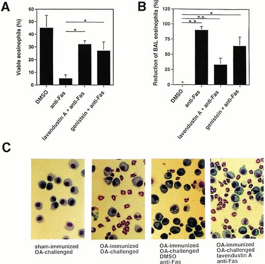 Fig. 4. Tyrosine kinase blockers inhibit Fas receptor-mediated apoptosis in mouse eosinophils in vitro and in vivo. (A) Freshly purified BAL eosinophils were preincubated with lavendustin (16 μg/mL) or genistein (20 μg/mL) and then stimulated with anti-Fas MoAb for 24 hours. Both blockers significantly inhibited Fas receptor-mediated death. Data are from a total of 45 animals. *P < .05. (B) OA-immunized mice were challenged with antigen to cause lung eosinophilia. The lungs of these mice were pretreated with tyrosine kinase blocker for 1 hour and then with anti-Fas MoAb via the intranasal route. BAL was performed 24 hours later, and the numbers of eosinophils were determined. Anti-Fas MoAb-treated mice demonstrated significantly reduced BAL eosinophils. This treatment had no significant effect on BAL eosinophil numbers when mice were pretreated with lavendustin A. *P < .05; **P < .01. (C) Examples for BAL cytology showing disappearance of eosinophils as a consequence of anti-Fas MoAb treatment and abrogation of this effect by lavendustin A. Data are from 6 to 8 animals per condition.