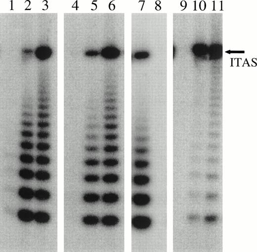 Fig. 1. Eosinophils and neutrophils contain telomerase degradative activity. Lane 1, an extract corresponding to 50 eosinophils was mixed with the Hela cell line (0.28 μg/assay) and preincubated for 20 minutes at RT before the TRAP assay. Lanes 2 and 3, repeat experiment with 5 eosinophils or lysis mixed with the cell line. Lane 4, 50 eosinophils mixed with the Hela cell line (0.28 μg/assay) and preincubated for 40 minutes at RT before the TRAP assay. Lanes 5 and 6, repeat experiment with 5 eosinophils or lysis mixed with the cell line. Lanes 7 and 8, 50 eosinophils mixed with the Hela cell line (0.28 μg/assay) and preincubated for 150 minutes at RT before the TRAP assay with or without placental RNase inhibitor (1 U/μL) present. Lane 9, an extract corresponding to 500 neutrophils was mixed with the Hela cell line (0.14 μg/assay) and preincubated for 5 hours at RT before the TRAP assay. Lanes 10 and 11, repeat experiment with 1 U/μL and 10 U/μL placental RNase inhibitor present, respectively. Notice that the rescue of the cell line-derived telomerase activity was increased with increasing amounts of the RNase inhibitor present.