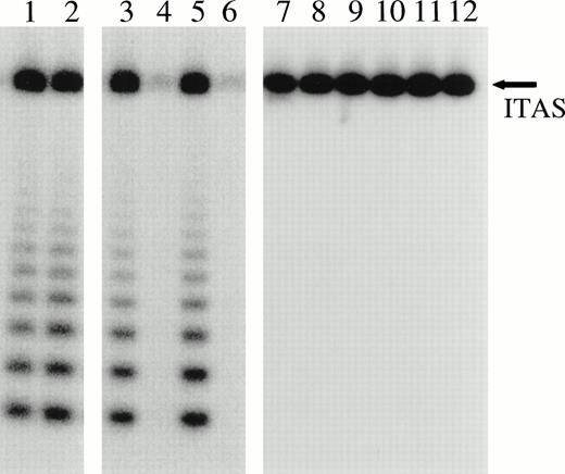 Fig. 2. RNases abolish the amplification of ITAS only when mixed with a cell extract. Lanes 1 and 2, positive controls (Hela cells, 0.28 μg/assay). Lanes 3 and 4, the Hela cell line (0.28 μg/assay) incubated for 5 hours at RT with 0.02 ng RNase DNase free before the TRAP assay with or without placental RNase inhibitor (1 U/μL) present. Lanes 5 and 6, the Hela cell line (0.28 μg/assay) incubated for 5 hours at RT with 0.02 ng EDN before the TRAP assay with or without placental RNase inhibitor (1 U/μL) present. Lane 7, 20 ng RNase DNase free added to the TRAP assay without cell extract present. Lanes 8 and 9, repeat experiment using 2 and 0.2 ng RNase DNase free, respectively. Lane 10, 20 ng EDN added to the TRAP assay without cell extract present. Lanes 11 and 12, repeat experiment using 2 and 0.2 ng EDN, respectively.