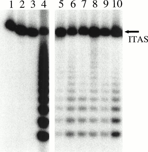 Fig. 3. Demonstration of telomerase positivity when previously telomerase-negative HD samples with eosinophilia were reanalyzed using RNase protection. All samples were analyzed with 10 U/μL placental RNase inhibitor present. Lanes 1 and 4, negative (lysis buffer) and positive control (1301 cell line, 0.14 μg/assay), respectively. Lanes 2 and 3, sample A analyzed at 0.56 and 0.28 μg/assay, respectively. Lanes 5, 6, and 7, sample B analyzed at 0.14, 0.28, and 0.56 μg/assay, respectively. Lanes 8, 9, and 10, sample C analyzed at 0.14, 0.28, and 0.56 μg/assay, respectively. The amplification of ITAS in sample A was not decreased, indicating that no free, unbound RNases were present in the extract and supporting the idea that the sample was truly telomerase-negative.