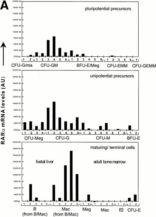 Fig. 2. Quantitation of relative RARα and RARγ transcript levels in cDNA samples from diverse differentiation stages of the hematopoietic hierarchy. Southern blots of cDNA samples from the different cell types as shown were sequentially hybridized with probes for RARγ and α, and exposed to a PhosphorImage screen for quantitation.