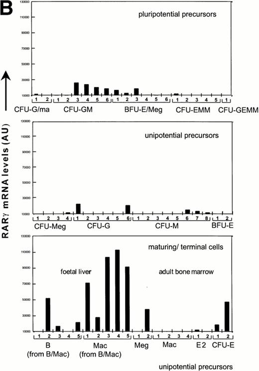 Fig. 2. Quantitation of relative RARα and RARγ transcript levels in cDNA samples from diverse differentiation stages of the hematopoietic hierarchy. Southern blots of cDNA samples from the different cell types as shown were sequentially hybridized with probes for RARγ and α, and exposed to a PhosphorImage screen for quantitation.