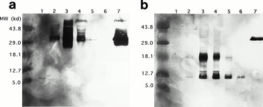 Fig. 4. Western blotting of proMBP and MBP in IL-5–induced UCC and peripheral blood eosinophils. (a) ProMBP with a major band at 33 kD detected with an anti-proMBP specific monoclonal antibody, J163-15E10. (b) MBP and a processed form of proMBP at 18 kD detected with the anti-MBP specific monoclonal antibody, J6-8A4. Lanes 1 to 5 were loaded with equivalent cell lysates from UCC at days 0, 6, 12, 18, and 24, respectively. Lane 6 was loaded with an equivalent cell lysate from purified peripheral eosinophils, and lane 7 contained 5 μg recombinant proMBP.28