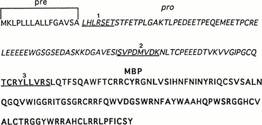 Fig. 5. Sequence analysis of recombinant and UCC–derived proMBP. The complete amino acid sequence of preproMBP28-30 is shown. N-terminal sequences were obtained as described in Materials and Methods. Underlined sequences correspond to (1) the N-terminus of purified 33-kD recombinant proMBP, (2) the N-terminus of the corresponding 18-kD intermediate form of proMBP in day-12–induced UCC, and (3) the N-terminus of 14-kD MBP in day-24–induced UCC. Amino acid residues corresponding to the leader sequence are in plain font, the propiece residues are in italics, and mature MBP residues are in bold.