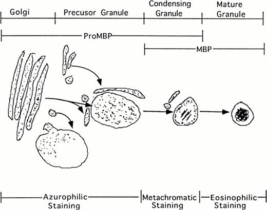 Fig. 8. Schematic representation of eosinophil granule maturation with proposed staining patterns. ProMBP is deposited into large vacuoles just proximal to the Golgi. From here, proMBP containing vacuoles appear to move toward the periphery where granule condensation begins to occur. As the granule condenses, proMBP can be seen around the periphery, and MBP can be seen in the interior. During the final stage of granule maturation, proMBP reactivity is lost, and only MBP reactivity remains.