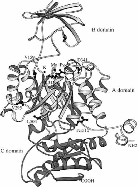 Fig. 1. Ribbon representation of the rabbit pyruvate kinase structure. The shown residue corresponds to human mutations observed in patients. Py is the catalytic site that binds pyruvate. The letters K and Mg denote the position of potassium and magnesium ions, respectively.