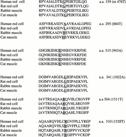 Fig. 2. Comparison of amino acid sequences in 4 different species at the locations of 6 new mutations.