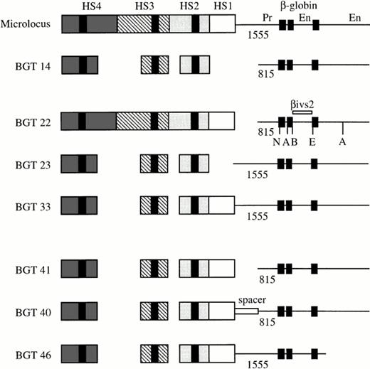 Fig. 1. Map of the human β-globin LCR transgene constructs designed to determine the importance of 5′HS1, distal β-globin promoter, and 3′ sequences in directing full transgene expression levels in single-copy transgenic mice. The activity of the microlocus and BGT14 constructs has been previously described,1121and the specific sequences used in each construct are outlined in Materials and Methods. The black boxes in each HS correspond to the known core elements, and the black boxes in the β-globin gene correspond to the three exons. The length of each promoter (Pr) is given below the line, and the enhancers (En) located in the second intron and 3′ of the gene are indicated. A, Acc1; B,BamH1; E, EcoR1; N, Nco1.