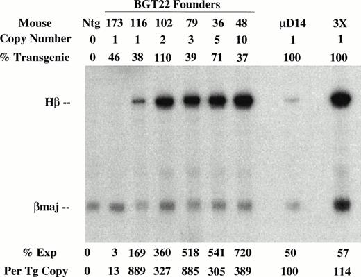 Fig. 3. Expression of globin mRNA in transgenic mice containing 5′HS1 and/or β-globin distal promoter constructs. (A) S1 nuclease analysis of fetal liver RNA of 15.5 day F0BGT22 transgenic mice showing that the range of expression from single-copy transgenes is 13% to 889% per copy and indicating that the distal promoter is important for reproducible expression levels. (B) S1 nuclease analysis of fetal liver RNA of 15.5 day F0BGT23 transgenic mice showing that the range of expression from single-copy transgenes is 33% to 384% per copy and indicating that 5′HS1 is important for reproducible expression levels. (C) S1 nuclease analysis of fetal liver RNA of 15.5 day F0 BGT33 transgenic mice showing that the range of expression from single-copy transgenes is 87% to 136% per copy and showing that both 5′HS1 and the distal promoter are required to obtain reproducible full expression levels. Hβ, human β-globin protected probe fragment; βmaj, mouse β major protected probe fragment; Ntg, nontransgenic; μD, one copy μD14 microlocus line; 3X, probe excess control. {/ANNT;4224n;;left;71808n}C {/ANNT;4224n;;0n;0n}A {/ANNT;4224n;;84480n;0n}B