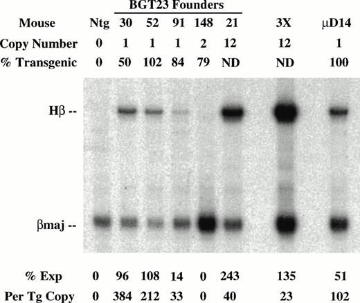 Fig. 3. Expression of globin mRNA in transgenic mice containing 5′HS1 and/or β-globin distal promoter constructs. (A) S1 nuclease analysis of fetal liver RNA of 15.5 day F0BGT22 transgenic mice showing that the range of expression from single-copy transgenes is 13% to 889% per copy and indicating that the distal promoter is important for reproducible expression levels. (B) S1 nuclease analysis of fetal liver RNA of 15.5 day F0BGT23 transgenic mice showing that the range of expression from single-copy transgenes is 33% to 384% per copy and indicating that 5′HS1 is important for reproducible expression levels. (C) S1 nuclease analysis of fetal liver RNA of 15.5 day F0 BGT33 transgenic mice showing that the range of expression from single-copy transgenes is 87% to 136% per copy and showing that both 5′HS1 and the distal promoter are required to obtain reproducible full expression levels. Hβ, human β-globin protected probe fragment; βmaj, mouse β major protected probe fragment; Ntg, nontransgenic; μD, one copy μD14 microlocus line; 3X, probe excess control. {/ANNT;4224n;;left;71808n}C {/ANNT;4224n;;0n;0n}A {/ANNT;4224n;;84480n;0n}B