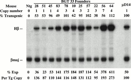Fig. 3. Expression of globin mRNA in transgenic mice containing 5′HS1 and/or β-globin distal promoter constructs. (A) S1 nuclease analysis of fetal liver RNA of 15.5 day F0BGT22 transgenic mice showing that the range of expression from single-copy transgenes is 13% to 889% per copy and indicating that the distal promoter is important for reproducible expression levels. (B) S1 nuclease analysis of fetal liver RNA of 15.5 day F0BGT23 transgenic mice showing that the range of expression from single-copy transgenes is 33% to 384% per copy and indicating that 5′HS1 is important for reproducible expression levels. (C) S1 nuclease analysis of fetal liver RNA of 15.5 day F0 BGT33 transgenic mice showing that the range of expression from single-copy transgenes is 87% to 136% per copy and showing that both 5′HS1 and the distal promoter are required to obtain reproducible full expression levels. Hβ, human β-globin protected probe fragment; βmaj, mouse β major protected probe fragment; Ntg, nontransgenic; μD, one copy μD14 microlocus line; 3X, probe excess control. {/ANNT;4224n;;left;71808n}C {/ANNT;4224n;;0n;0n}A {/ANNT;4224n;;84480n;0n}B