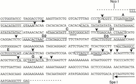 Fig. 4. Human 5′HS1 core sequence and nine in vitro DNaseI footprints detected using MEL cell nuclear extracts. Footprints are boxed and labelled (A-C, D1-D3, and E-G). Consensus binding sites are underlined for Sp1 (footprint E), GATA-1 (footprints A, C, F, G), and the ACTAAC motif (footprints D1, D2). Hypersensitive bases are indicated by vertical arrows, horizontal arrows correspond to primers used for cloning 5′HS1 by PCR, dashed line represents the polylinker of the pGEM-T vector.
