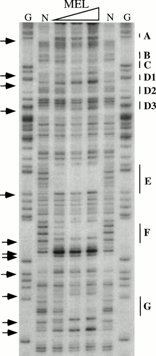 Fig. 5. In vitro DNaseI footprint analysis of the 5′HS1 core element. (A) Footprint of the 5′HS1 sense strand probe showing footprints A-C, D1-D3, and E-G. Hypersensitive bases indicated by arrows. (B-C). Footprint of 5′HS1 antisense strand probe protected by the indicated MEL or Jurkat cell nuclear extract. G, chemical sequencing G ladder of the same probe; N, no extract. {/ANNT;;4224n;36608n;0n}B {/ANNT;4224n;;103488n;0n}C {/ANNT;4224n;;0n;0n}A