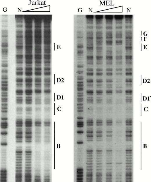 Fig. 5. In vitro DNaseI footprint analysis of the 5′HS1 core element. (A) Footprint of the 5′HS1 sense strand probe showing footprints A-C, D1-D3, and E-G. Hypersensitive bases indicated by arrows. (B-C). Footprint of 5′HS1 antisense strand probe protected by the indicated MEL or Jurkat cell nuclear extract. G, chemical sequencing G ladder of the same probe; N, no extract. {/ANNT;;4224n;36608n;0n}B {/ANNT;4224n;;103488n;0n}C {/ANNT;4224n;;0n;0n}A