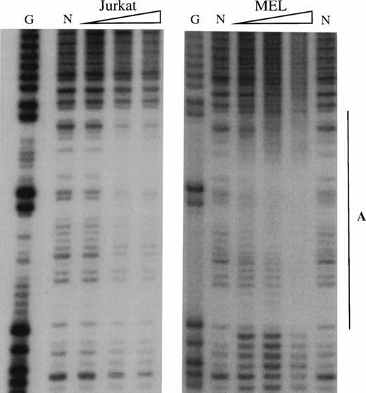 Fig. 5. In vitro DNaseI footprint analysis of the 5′HS1 core element. (A) Footprint of the 5′HS1 sense strand probe showing footprints A-C, D1-D3, and E-G. Hypersensitive bases indicated by arrows. (B-C). Footprint of 5′HS1 antisense strand probe protected by the indicated MEL or Jurkat cell nuclear extract. G, chemical sequencing G ladder of the same probe; N, no extract. {/ANNT;;4224n;36608n;0n}B {/ANNT;4224n;;103488n;0n}C {/ANNT;4224n;;0n;0n}A