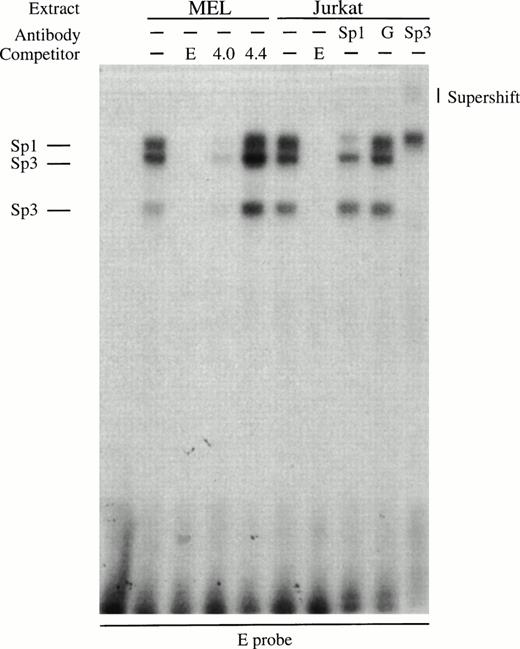 Fig. 6. Gel retardation assays of the strong in vitro DNaseI footprinted regions in 5′HS1. (A) Gel retardation assay on Sp1/Sp3 factors bound to the E probe corresponding to the strongest footprint E. Competitors: E, self-competition with HS1FpE site; 4.0, wild-type Sp1 site from 5′HS2; 4.4, mutant Sp1 site from 5′HS2. Antibodies: G, Gata-1. B. Gel retardation assay on the GATA factors bound to the A, C, F, and G footprints. Competitors: Sp1, Sp1-Cruz consensus site; G, GATA-Cruz dimer GATA-1 site; F, self-competition with HS1FpF site. C. Summary of factors bound to each footprint as deduced by gel retardation assays and in vitro DNaseI footprinting. Filled circles, erythroid-specific factors; open circles, ubiquitous factors. {/ANNT;4224n;;0n;0n}A {/ANNT;4224n;;84480n;0n}B {/ANNT;4224n;;0n;103488n}C