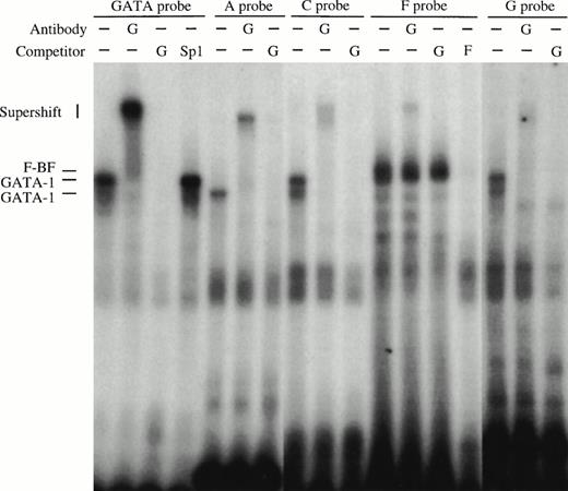 Fig. 6. Gel retardation assays of the strong in vitro DNaseI footprinted regions in 5′HS1. (A) Gel retardation assay on Sp1/Sp3 factors bound to the E probe corresponding to the strongest footprint E. Competitors: E, self-competition with HS1FpE site; 4.0, wild-type Sp1 site from 5′HS2; 4.4, mutant Sp1 site from 5′HS2. Antibodies: G, Gata-1. B. Gel retardation assay on the GATA factors bound to the A, C, F, and G footprints. Competitors: Sp1, Sp1-Cruz consensus site; G, GATA-Cruz dimer GATA-1 site; F, self-competition with HS1FpF site. C. Summary of factors bound to each footprint as deduced by gel retardation assays and in vitro DNaseI footprinting. Filled circles, erythroid-specific factors; open circles, ubiquitous factors. {/ANNT;4224n;;0n;0n}A {/ANNT;4224n;;84480n;0n}B {/ANNT;4224n;;0n;103488n}C