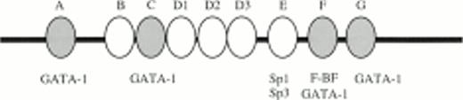 Fig. 6. Gel retardation assays of the strong in vitro DNaseI footprinted regions in 5′HS1. (A) Gel retardation assay on Sp1/Sp3 factors bound to the E probe corresponding to the strongest footprint E. Competitors: E, self-competition with HS1FpE site; 4.0, wild-type Sp1 site from 5′HS2; 4.4, mutant Sp1 site from 5′HS2. Antibodies: G, Gata-1. B. Gel retardation assay on the GATA factors bound to the A, C, F, and G footprints. Competitors: Sp1, Sp1-Cruz consensus site; G, GATA-Cruz dimer GATA-1 site; F, self-competition with HS1FpF site. C. Summary of factors bound to each footprint as deduced by gel retardation assays and in vitro DNaseI footprinting. Filled circles, erythroid-specific factors; open circles, ubiquitous factors. {/ANNT;4224n;;0n;0n}A {/ANNT;4224n;;84480n;0n}B {/ANNT;4224n;;0n;103488n}C