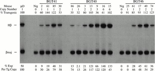 Fig. 7. Expression of globin mRNA in transgenic mice containing the β-globin distal promoter deletion construct (BGT41), distal promoter spacer construct (BGT40), and the 3′ truncation construct (BGT46). (A) S1 nuclease analysis of fetal liver RNA of 15.5 day F0 BGT41 transgenic mice showing that the range of expression from single-copy transgenes is 26% to 79% per copy and indicating that the distal promoter is important for full expression levels within the context of the 4.0 kb LCR. (B) S1 nuclease analysis of fetal liver RNA of 15.5 day F0 BGT40 transgenic mice showing that the range of expression from single-copy transgenes is 13% to 74% per copy and indicating that a spacer element combined with the 815 bp promoter is not sufficient to reconstitute full expression levels equivalent to those directed by the 1555 bp promoter (BGT33). (C) S1 nuclease analysis of fetal liver RNA of 15.5 day F0 BGT46 transgenic mice showing that the range of expression from single-copy transgenes is 0% to 66% per copy and showing that 3′ sequences are required to obtain reproducible full expression levels from the 4.0 kb LCR combined with the 1555 bp promoter. Hβ, human β-globin protected probe fragment; βmaj, mouse β major protected probe fragment; Ntg, nontransgenic; μD, one copy μD14 microlocus line. {/ANNT;4224n;;35904n;0n}A {/ANNT;4224n;;76032n;0n}B {/ANNT;4224n;;133056n;0n}C