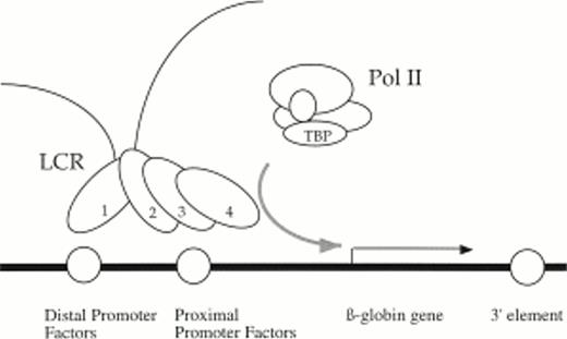 Fig. 8. Holocomplex model of LCR/promoter functional interactions illustrating a putative DNA looping event between 5′HS1 and the distal promoter element. In this model, 5′HS1 interacts with the distal promoter element and tethers the transcriptional enhancement activities of a 5′HS2-4 holocomplex to the proximal promoter element and recruits polymerase. The proposed architectural role of 5′HS1 and the distal promoter facilitates alignment of 5′HS2-4 with the proximal promoter. 3′ sequences are required either to establish and/or maintain open chromatin or directly influence promoter activity.
