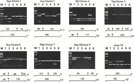 Fig. 2. Assay of Rh30 exons in the Rhnull family by PCR and restriction analysis. Individual exons were amplified by PCR and their gene origin was determined by unique restriction site or primer specificity.29 The digested PCR products were separated by native 6% PAGE and stained with ethidium bromide. Enzymes used and exon numbers are indicated above gel panels. Lanes 1 through 6 are as in Fig 1. Below each panel, the size and gene origin of the respective fragments are shown (“+” indicates a cleavage). In the exon 10 panel, the expected RhD (233 bp) and RhCe (163 bp) bands were from coamplification of both gene fragments using a common 5′ primer, Ex-10s, coupled with two 3′-UTa primers (Table 1). Exons 3 and 8 were not analyzed, because the former lacks the unique site and the latter is identical between RhCE and RhD.6-10
