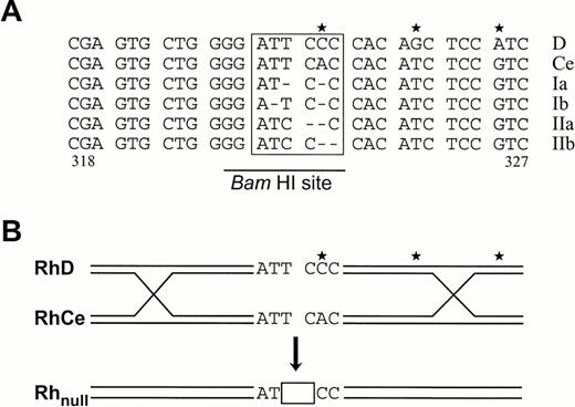 Fig. 6. Two models accounting for origin of the double mutation in the amorph Rhnull disease gene. (A) Spontaneous mutation model. Sequences of codons 318-327 in RhD and RhCe genes are shown on top. Three mismatches at center right are marked by stars. Possible arrangements of the mutated region (boxed) in the amorph gene are depicted in two hypothetical schemes (see Discussion for details). a and b denote alternatives of the same scheme. Scheme I shows a noncontiguous deletion of two nucleotides, whereas scheme II shows a contiguous deletion of 2 nucleotides in association with a T→C transition. The BamHI site is shown. (B) Microgene conversion model. A heteroduplex is formed between RhD and RhCe genes via homologous pairing and strand synapsis. A failure in repair synthesis involving codons 322 and 323 would result in A→C transition and contiguous deletion of 2 nucleotides (boxed). This model is compatible with scheme II shown above but accommodates the latter in a single event.