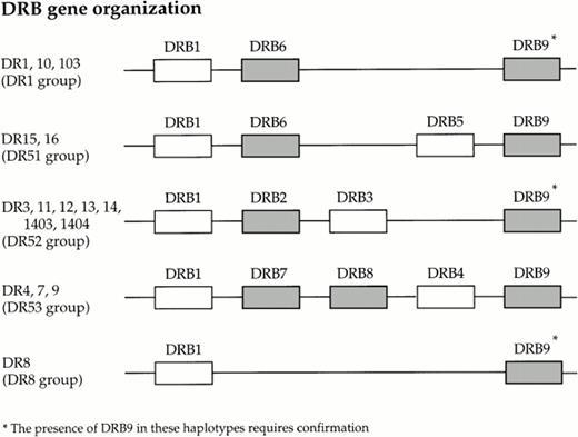 Fig. 3. Organization of the known HLA DRB loci within the class II region of the human MHC (known pseudogenes are shaded).