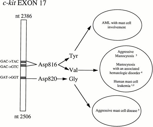 Fig. 1. Exon 17 of human c-kit. Hot spot for activating mutations in mast cell disease.