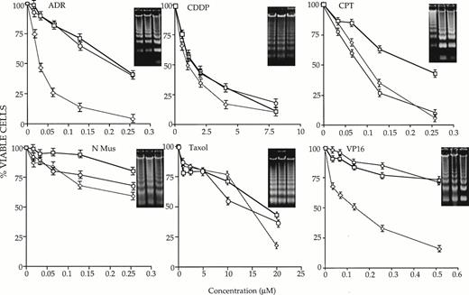 Fig. 1. Susceptibility of 32 D-neo (□), 32D-max (○), and 32D-c-myc (◊) cells to six different antineoplastic agents in the presence of IL-3. Cells of >95% viability were plated in the presence of IL-3 and the indicated concentrations of drug as described in Materials and Methods. At various times thereafter, viability was determined by trypan blue staining of a 40-μL aliquot. The results shown here depict survival curves at 40 hours for ADR; 41 hours for CDDP, CPT, and N-Mus; 16 hours for Taxol; and 48 hours for VP-16. Each graph is representative of three or more experiments (±1 SE. The percent values shown have been normalized to those of cells grown in the absence of any drug for the equivalent length of time. The inserts show the results of electrophoresis of apoptotic DNAs from cells grown in the highest concentration of each drug for the times indicated above. All inserts show DNAs from 32D-neo, 32D-max cells, and 32D-c-myc (left to right).