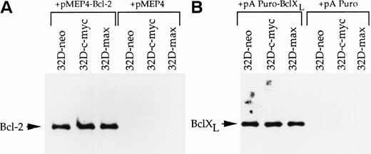 Fig. 3. Western blot analysis of 32D cell lysates. (A) 32D-neo, 32D-c-myc, and 32D-max cells were electroporated with either the linearized pMEP4-Bcl-2 expression vector or the empty pMEP4 parental vector. Stable clones were selected in hygromycin and pooled. From each cell line 50 μg of total cell lysate was subjected to SDS-PAGE and Western blotting using an anti–Bcl-2 antibody. (B) 32D-neo, 32D-c-myc, and 32D-max cell lines were stably transfected with either the pAPuro-Bcl-XL vector or the pAPuro parental vector. SDS-PAGE and Western blotting were performed as described in (A) except that an anti–Bcl-X antibody was used.