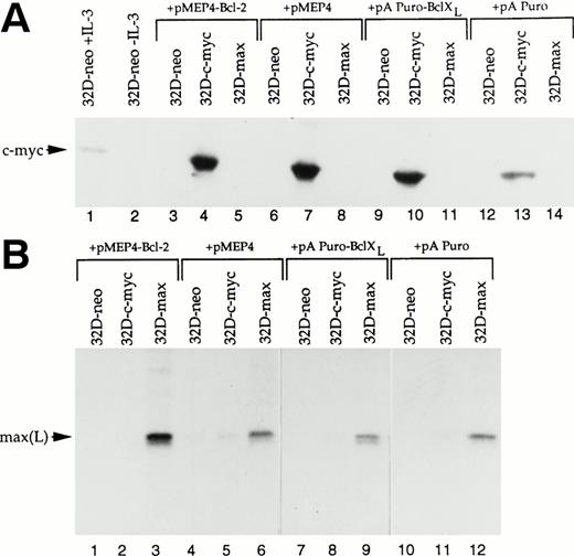 Fig. 6. Levels of c-myc and max proteins in 32D cell lines. (A) c-myc levels. From the indicated cell lines, 50 μg of protein was resolved by SDS-PAGE, Western blotted, and probed with a polyclonal anti–c-myc antibody.40 Lane 1 shows the level of endogenous c-myc protein in logarithmically growing 32D-neo cells. Lane 2 shows the disappearance of c-myc in the same cells after a 6-hour deprivation of IL-3. In lanes 3 through 14, the indicated cultures were deprived of IL-3 for 6 hours to deplete endogenous c-myc stores. Note the complete absence of endogenous c-myc protein in IL-3–deprived 32D-neo and 32D-max cells. Lanes 4, 7, 10, and 13 show that c-myc arising from the transfected expression plasmid was expressed at levels 2 to 3 times that of endogenous c-myc and was not downregulated after IL-3 deprivation. (B) max levels. The indicated cell lines were labeled with 35S-Translabel as previously described.18 After lysis in triple detergent radioimmunoprecipitation buffer, max proteins were immunoprecipitated with a polyclonal rabbit anti-max antibody, resolved by SDS-PAGE, and subjected to autoradiography. The arrow indicates the position of endogenous and overexpressed max(L).