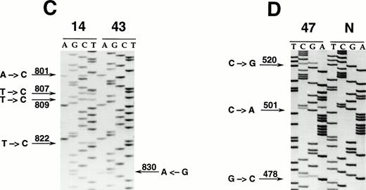 Fig. 1. Genetic analysis of BCL-65′ mutations in PCNSL by PCR-SSCP (A and B) and DNA direct sequencing (C and D). (A and B): Representative results obtained for PCR products E1.10 (A) and E1.11 (B) are shown. Samples of PCNSL are indicated at the top of each lane by a numbered code. A positive control (POS), represented by a tumor sample known to harborBCL-6 5′ mutations, as well as a normal (N) sample, represented by a lymphoblastoid cell line, are also included for each PCR-SSCP fragment shown. Samples were scored positive when their migration pattern differed from the normal control and the migration abnormalities could not be ascribed to population polymorphisms. Among the PCNSL samples shown, cases scored as positive included cases 3, 14, and 11 (for PCR product E1.10); 8, 28, and 47 (for PCR product E1.11). (C and D): Nucleotide sequencing analyses of BCL-65′ mutations in PCNSL (cases 14, 43, and 47). The sequence of each PCNSL case is matched either to the sequence of a normal control (N) displaying germline BCL-6 alleles (D) or to the sequence of a PCNSL sample harboring mutations at a different site (C). The position of mutations is indicated by the nucleotide number of the corresponding BCL-6 germline sequence (the first nucleotide of the BCL-6 cDNA was arbitrarily chosen as position +1).