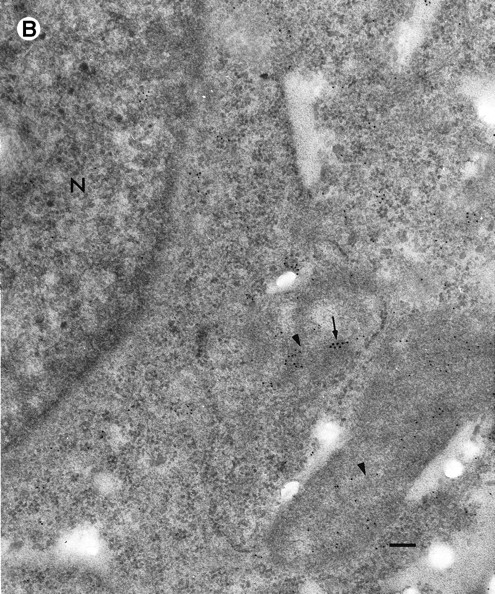 Fig. 4. Internalized granzyme B colocalizes with the endosomal markers, rab4 and rab5 at 20°C. (A) HeLa target cells were incubated for 60 minutes at 20°C to allow uptake of soluble granzyme B-FITC, immunolabeled for rab5 or rab4 with corresponding TR-conjugated secondary antisera and viewed by CLSM. rab5+ and rab4+ endosomes appear red and sites of granzyme B-FITC appear green. Colocalization of granzyme B and rab5 or rab4 is indicated by the appearance of yellow. Scale bar is 10 μm. (B) Ultrathin sections of Lowicryl embedded HeLa cells treated with granzyme B at 20°C were immunolabeled with polyclonal antisera against rab4 (10 nm gold) and monoclonal antibody against granzyme B (18 nm gold). Endosomal compartments labeled with rab4 (arrowheads) occasionally contain granzyme B (arrows). Some rab4 is seen in the cytoplasm, but the general background is low, as illustrated by the lack of gold particles in the nucleus (N). Scale bar is 1.0 μm.