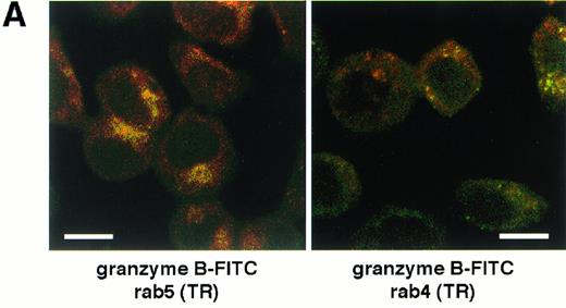 Fig. 4. Internalized granzyme B colocalizes with the endosomal markers, rab4 and rab5 at 20°C. (A) HeLa target cells were incubated for 60 minutes at 20°C to allow uptake of soluble granzyme B-FITC, immunolabeled for rab5 or rab4 with corresponding TR-conjugated secondary antisera and viewed by CLSM. rab5+ and rab4+ endosomes appear red and sites of granzyme B-FITC appear green. Colocalization of granzyme B and rab5 or rab4 is indicated by the appearance of yellow. Scale bar is 10 μm. (B) Ultrathin sections of Lowicryl embedded HeLa cells treated with granzyme B at 20°C were immunolabeled with polyclonal antisera against rab4 (10 nm gold) and monoclonal antibody against granzyme B (18 nm gold). Endosomal compartments labeled with rab4 (arrowheads) occasionally contain granzyme B (arrows). Some rab4 is seen in the cytoplasm, but the general background is low, as illustrated by the lack of gold particles in the nucleus (N). Scale bar is 1.0 μm.