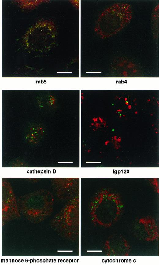 Fig. 5. Granzyme B accumulates in an uncharacterized intracellular vesicle. HeLa target cells were incubated for 60 minutes at 37°C to allow uptake of soluble granzyme B-FITC. Cells were then immunolabeled for markers of intracellular compartments: rab5 and rab4 for early endosomes, cathepsin D and lgp120 for lysosomes, MRP for late endosomes and the Golgi apparatus, and cytochrome c for mitochondria, each with corresponding TR-conjugated secondary antisera. Labeled cells were viewed by CLSM. Scale bar is 10 μm.