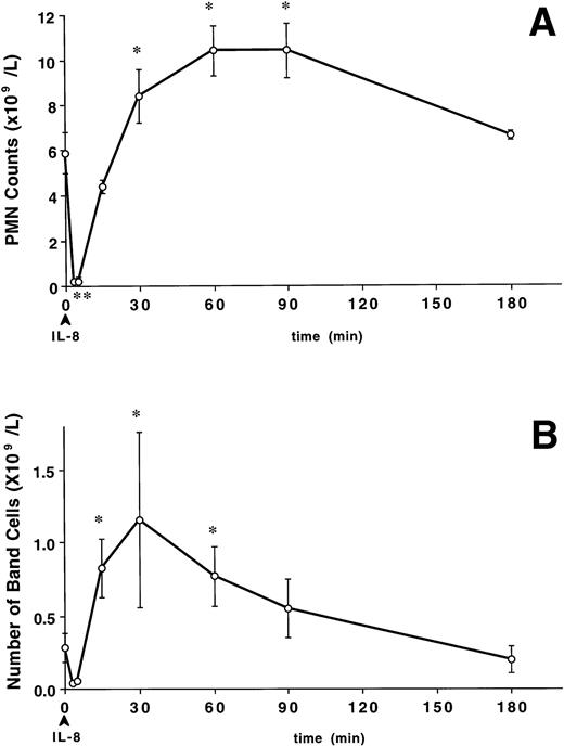 Fig. 1. The effect of IV IL-8 (2.5 μg/kg) on the circulating PMN and band cell counts. IL-8 induced a rapid decline in circulating PMN (A) that was significant at 3 to 5 minutes (*P < .05v baseline). Circulating PMN numbers returned to pretreatment levels by 15 minutes, exceeded these levels by 30 minutes (*P< .05 v baseline), remained elevated up to 90 minutes (*P < .05), and returned to baseline by 180 minutes. The increase in circulating PMN counts was accompanied by a similar increase in band cells (B). The number of band cells increased at 15 minutes, peaked at 30 minutes, and returned to baseline at 180 minutes after IL-8 (*P < .05 v baseline). Values are mean ± SEM (n = 4).