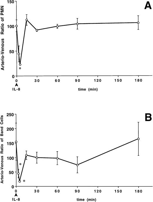 Fig. 3. The arterio-venous difference in PMN (A), band cell (B), and PMNBrdU counts (C) after IV IL-8 (2.5 μg/kg) (n = 4). Values are the ratio of arterio-venous counts and are expressed as a percentage (see text for formula). These ratios were lower than baseline values at 3 minutes for PMN and 3 and 5 minutes for band cell and PMNBrdU after IL-8 administration. *P < .05v baseline. Values are mean ± SEM.