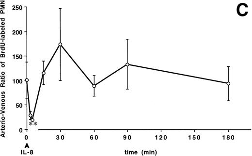 Fig. 3. The arterio-venous difference in PMN (A), band cell (B), and PMNBrdU counts (C) after IV IL-8 (2.5 μg/kg) (n = 4). Values are the ratio of arterio-venous counts and are expressed as a percentage (see text for formula). These ratios were lower than baseline values at 3 minutes for PMN and 3 and 5 minutes for band cell and PMNBrdU after IL-8 administration. *P < .05v baseline. Values are mean ± SEM.