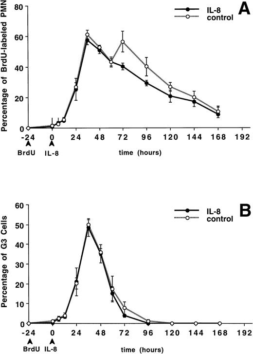Fig. 4. The appearance and disappearance of PMNBrdUin the circulation after IV IL-8 (2.5 μg/kg) (n = 5) or saline (n = 4). (A) Shows all the PMNBrdU. In both groups there was a slow increase between 0 and 12 hours followed by a rapid increase to peak levels between 36 and 48 hours and then a slow decline over the following 5 days. G3 cells (representing the transit time through the postmitotic pool) peaked at 36 hours (B) and G1 cells (representing the transit time through both the mitotic and postmitotic pools) peaked between 96 and 120 hours in both group (C). No differences were apparent between groups. Values are mean ± SEM.