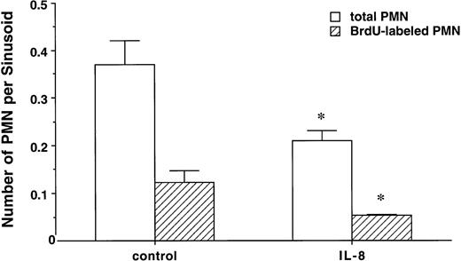 Fig. 6. The total number of PMN and the PMNBrdU in the venous sinusoids 60 minutes after IL-8 (n = 6) or saline (n = 3). Values are expressed as the number of PMN per sinusoid. IL-8 decreased total number of PMN and PMNBrdU in the sinusoids compared with controls (P < .05). Values are mean ± SEM. *P < .05 control versus IL-8 groups.