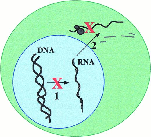 Fig. 1. Gene expression may be disrupted, as indicated by the “X,” at the level of transcription, or translation. Oligonucleotides can inhibit transcription (1) by triple-helix formation with chromosomal DNA, or by acting as decoy's for transcription factors (see Fig 2). Hybridization of an oligonucleotide to mRNA may inhibit translation (2) by hindering the ability of the ribosome complex to “read” the mRNA sequence, or by providing a substrate for RNase H (see Fig 3).