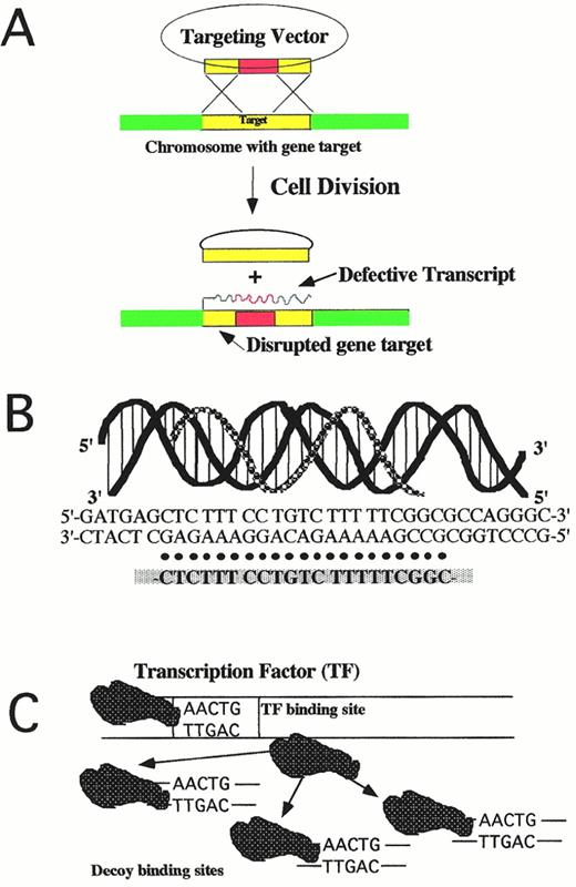Fig. 2. Strategies for inhibiting transcription. (A) Homologous recombination. Cross-over exchange between the targeting vector and genomic material during cell division is indicated. See text for more detailed explanation of events. (B) Triple-helix formation in the major groove between a polypyrimidine oligodeoxynucleotide (open pattern line) and polypurine sequence in double-stranded (black line) DNA. Textural representation of this event is indicated below the cartoon. (C) Decoy strategy. Double-stranded oligonucleotides compete with the native binding site for transcription factor protein (dark globular structures).