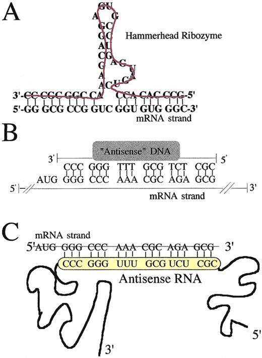 Fig. 3. Strategies for inhibiting translation. Diagrammatic representations of (A) hammerhead ribozyme; (B) antisense oligodeoxynucleotide; (C) antisense RNA. Note that targeting specificity is conveyed in each case by Watson-Crick base pairing between complementary sequences.