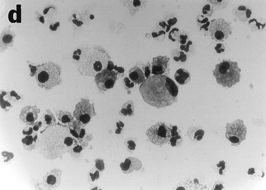 Fig. 6. Anti-TNF–treated GTS cultures contain myeloid progenitors with CFU potential on day 10. Cells removed from anti-TNF–treated GTS cultures on day 10 and placed in methylcellulose with GM-CSF+SCF yielded colonies resembling mono CFU (a) and granulocyte CFU (b). Nonspecific esterase (c) and Wright stain (d) analysis confirmed the presence of both mono-macrophages and granulocytes. Original magnification for (a), (b), and (d) = 40×, for (c) = 60×. Cells removed from untreated GTS cultures on day 10 and cultured in parallel failed to yield CFU.