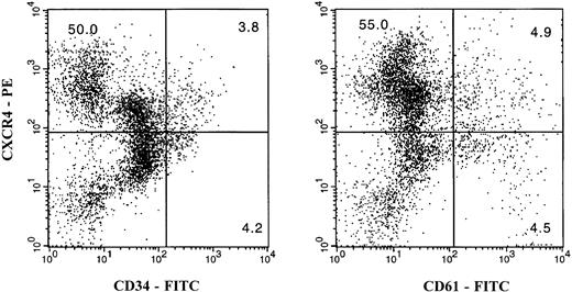 Fig. 2. Two-color flow cytometry analysis of the cell surface expression of the CXCR4 receptor on bone marrow CD34+cells and megakaryocytes. Nonadherent light-density bone marrow cells were labeled simultaneously with a PE-conjugated anti-CXCR4 MoAb (12G5) and either an FITC-conjugated anti-CD34 (left panel) or anti-CD61 (right panel) MoAb. Double staining with PE- or FITC-labeled normal isotype mouse IgG was used as the negative control (data not shown). The figure in each quadrant represents the percentage of cells.