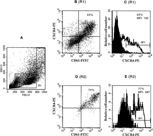 Fig. 3. Expression of the CXCR4 receptor on CD34+cell-derived megakaryocytes by flow cytometry. CD34+cells were cultured in a serum-free liquid culture system in the presence of TPO and SCF for 12 days. Cultured cells were stained with a PE-conjugated anti-CXCR4 MoAb (12G5) and either an FITC-conjugated anti-CD61 MoAb or an isotype control IgG and analyzed on FACscan. (A) The side scatter (SSC) versus forward scatter (FSC) of the analyzed cells. R1 represents the gating of the cells with relatively smaller forward and side scatter properties (which correspond to megakaryocytes with lower ploidy level and smaller size); R2 represents the gating of the cells with relatively larger forward and side scatter properties (which correspond to megakaryocytes with higher ploidy level and larger size). (B) and (D) show the coexpression of CXCR4 with CD61 shown in the dot plot as analyzed with gating in R1 and R2, respectively. The figures in these two quadrants represent the percentage of the double-positive cells. (C) and (E) show the expression of CXCR4 shown in the histogram plot as analyzed with gating in R1 and R2, respectively. The staining with control antibody is shown as the solid profile and the staining with the anti-CXCR4 antibody is shown as the thin line. The percentage of positive expression is provided in the inset. MFI, mean fluorescence intensity.